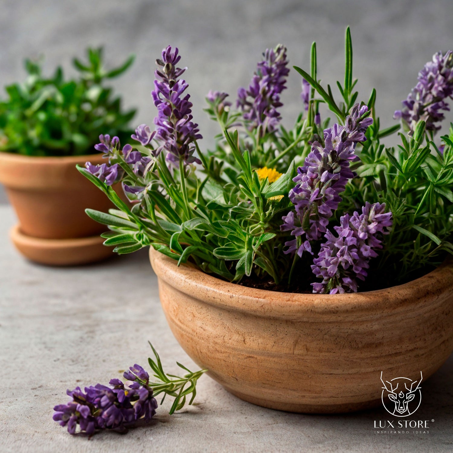 Imagen de plantas medicinales en macetas de barro, destacando lavanda y otras hierbas frescas. El fondo es neutro, lo que resalta la naturalidad y frescura de las plantas. En la esquina inferior derecha, se muestra el logotipo de Lux Store.