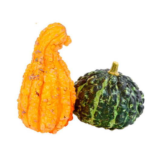 Semillas de calabaza Warty Striped, conocidas por su distintivo patrón rayado y superficie rugosa, listas para ser plantadas en un jardín o huerto.