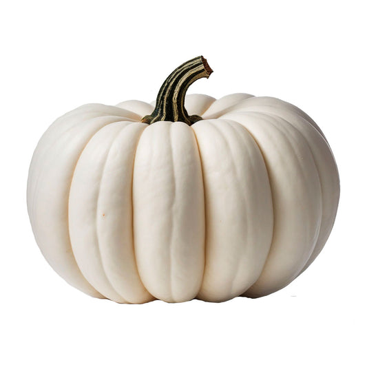 Semillas Orgánicas de Calabaza Zapallo Gourmet Exóticas Variedad Baby boo x 20 - Lux Store